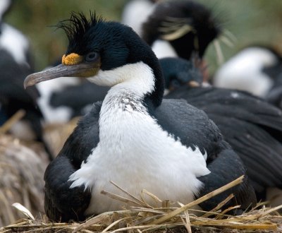 Cormorano imperiale