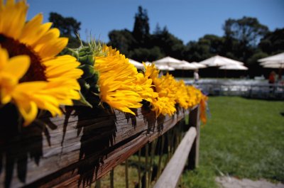 Girasoles