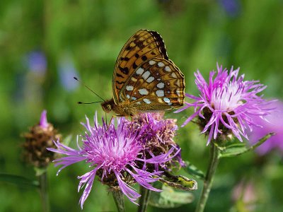 Argyinnis adippe