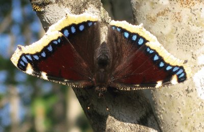 Lepidoptera