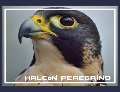 HalcÃ³n Peregrino