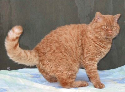 Selkirk rex shorthair