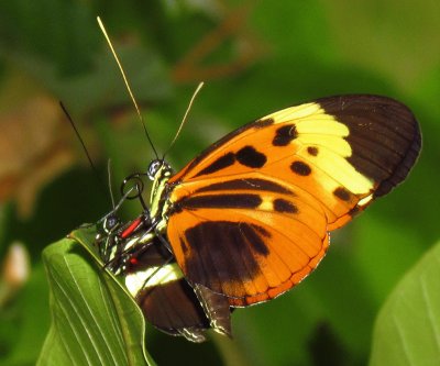 Heliconius numata