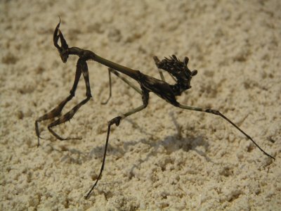 Empusa pennata