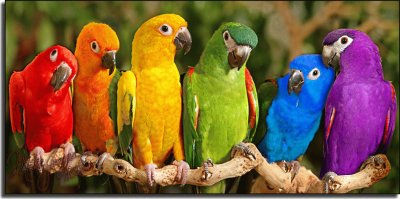 Colorful Parrots