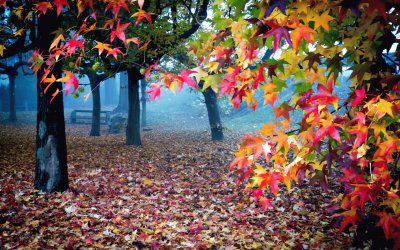 colorful landscape , flowers