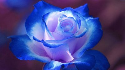 blue flower