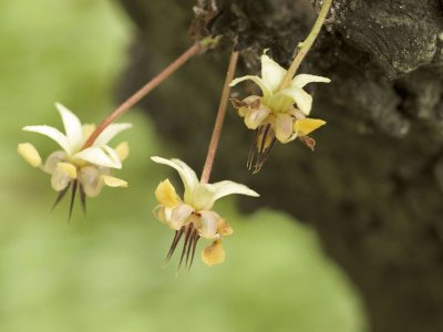 Fleur de cacao