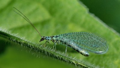 Green lacewing