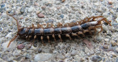 Lithobius fortificatus