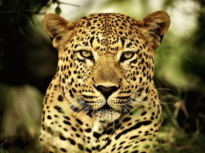 leopardo