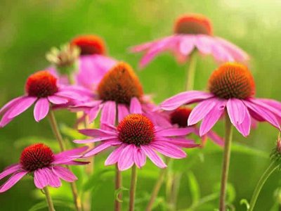 Echinacea