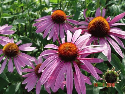 Echinacea