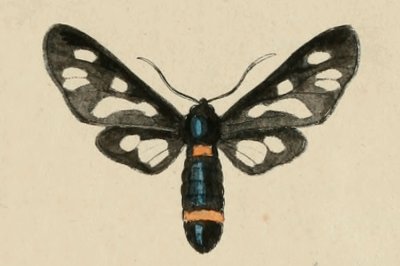 Amata kruegeri