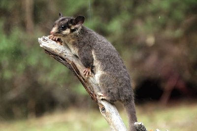 Leadbeater 's possum