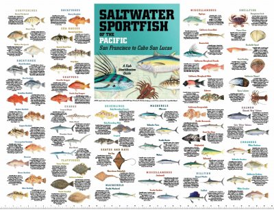 Saltwater Fish Chart