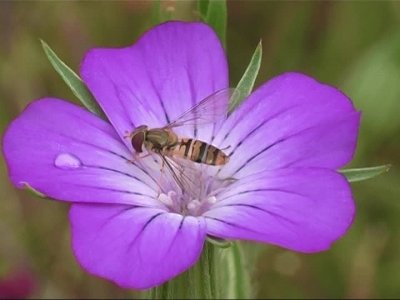 Fleur mauve