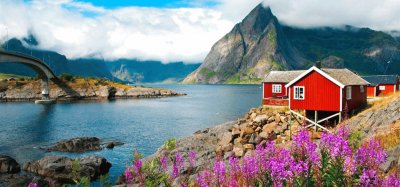 NorvÃ¨ge Lofoten fleurs