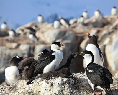 Cormorano antartico