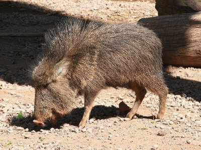 Pecari del chaco