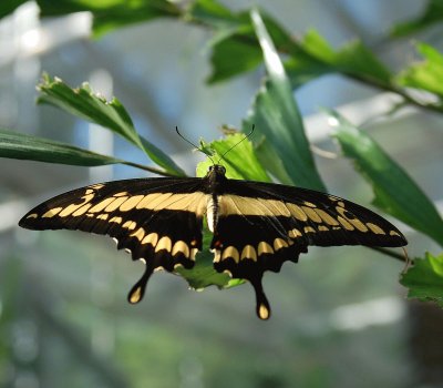 Papilio thoas