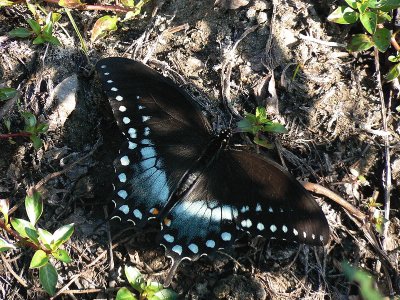 Papilio troilus