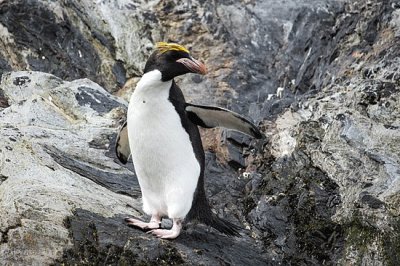 Pinguino macaroni