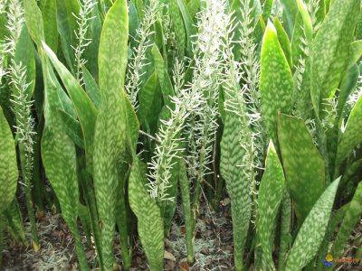 Sansevieria