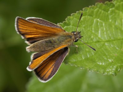 Ochlodes sylvanus