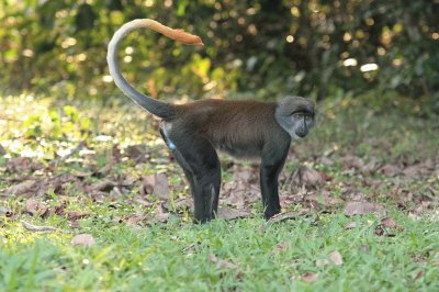 Cercopiteco barbuto del gabon