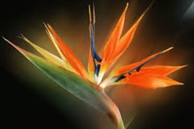 Strelitzia