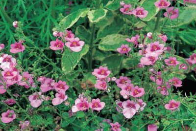 Diascia