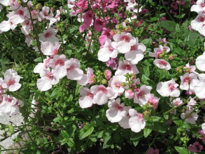 Diascia