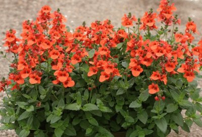 Diascia