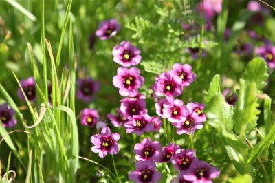 Diascia