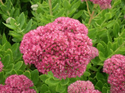 Sedum