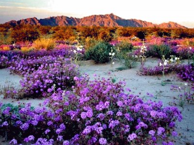 Desert  Mountain Flowers-California