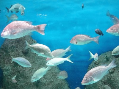 Peces en el Acuario de Veracruz.