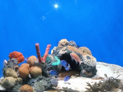 Peces tropicales en el Acuario de Veracruz.