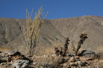 Anza Borrego Desert   CA