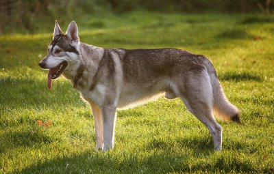 Northern inuit