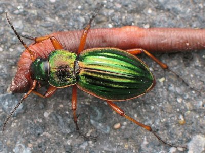 Carabus auratus