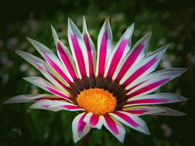 Gazania