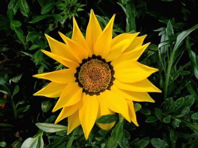 Gazania