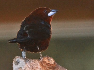 Tangara beccoargentato