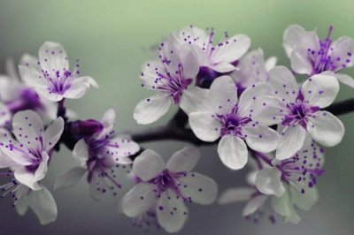 Pretty White and Purple Flowers