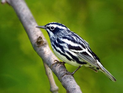 Parula bianca e nera