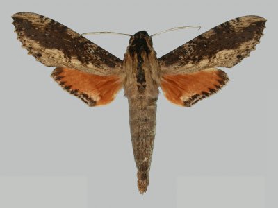 Erinnys crameri