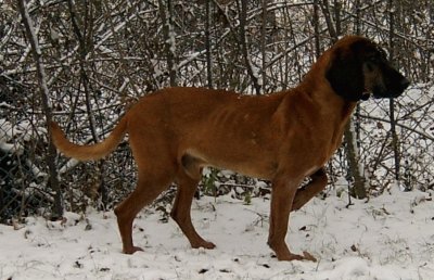 Bavarian montain hound