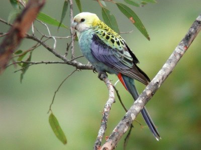 Rosella testachiara